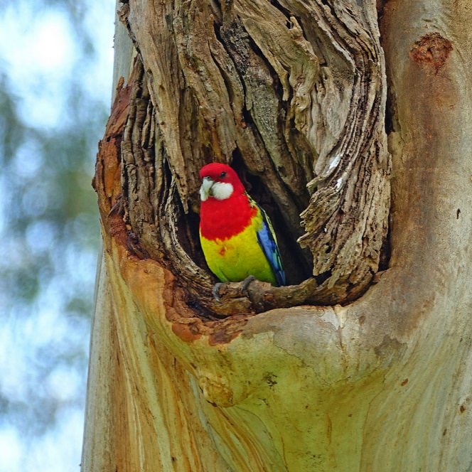 Parakeet Risk article image