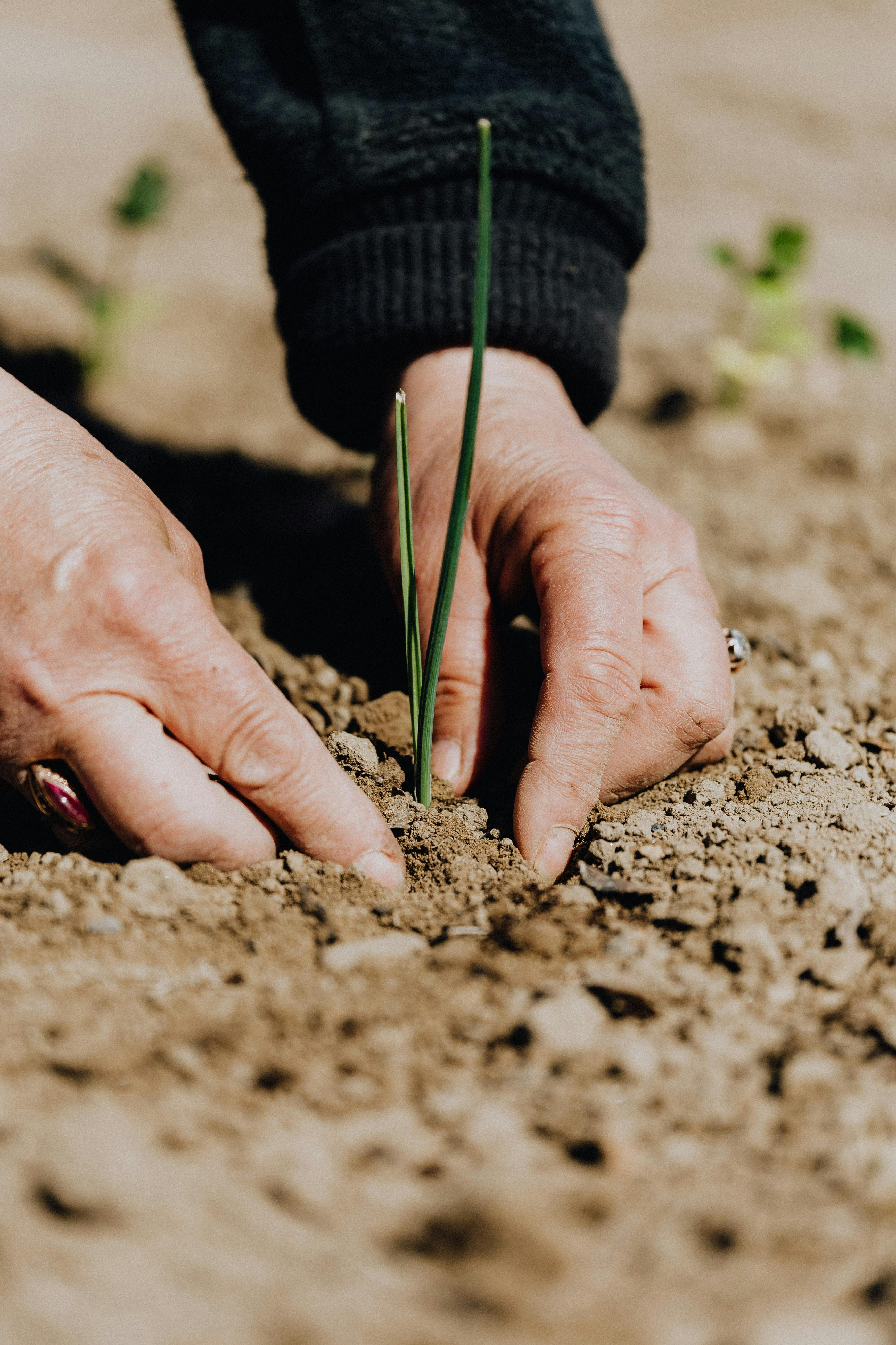 Close-up of a person’s hands planting a green seedling in loose, brown soil.