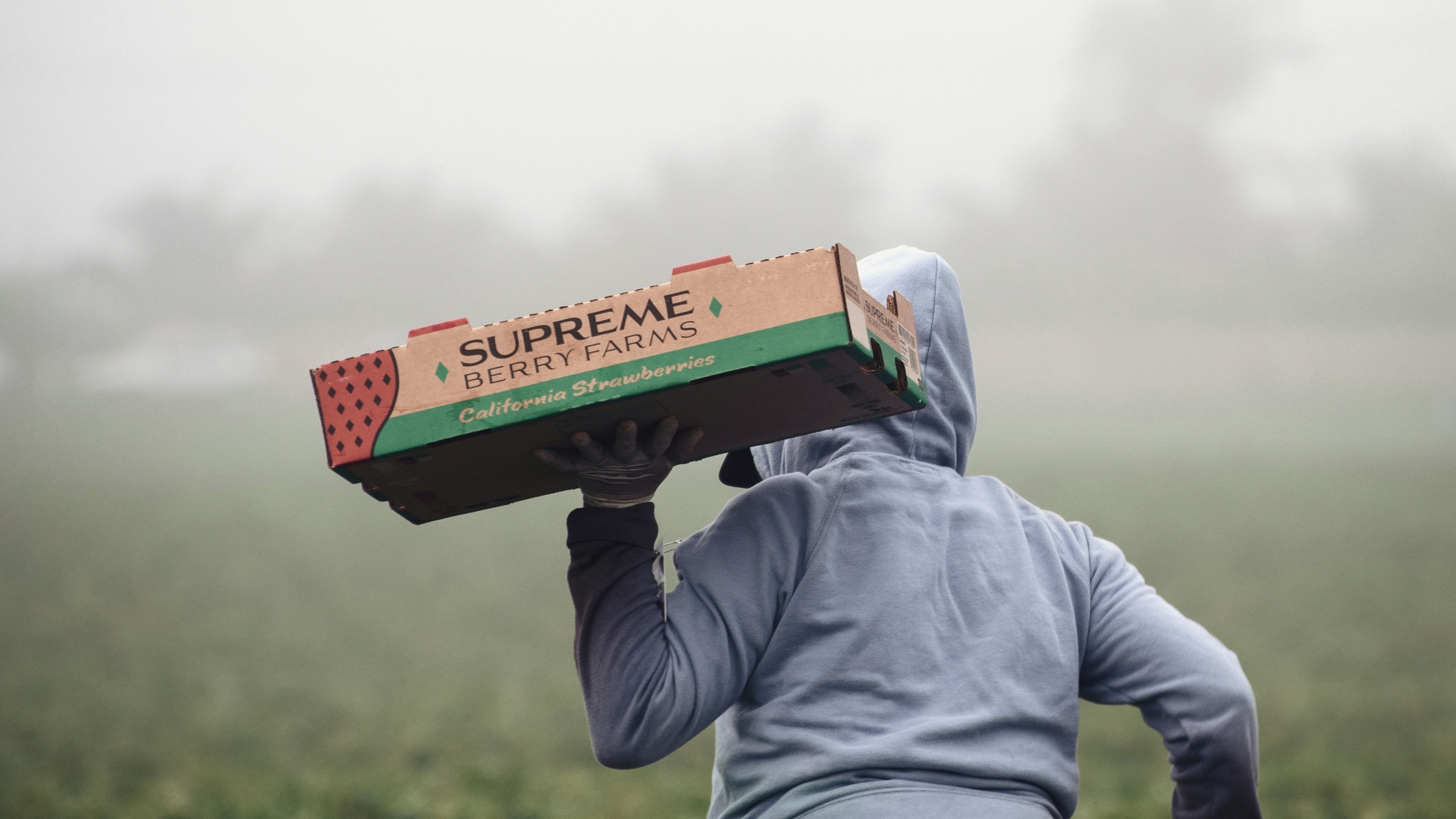 Person in a field carrying a box