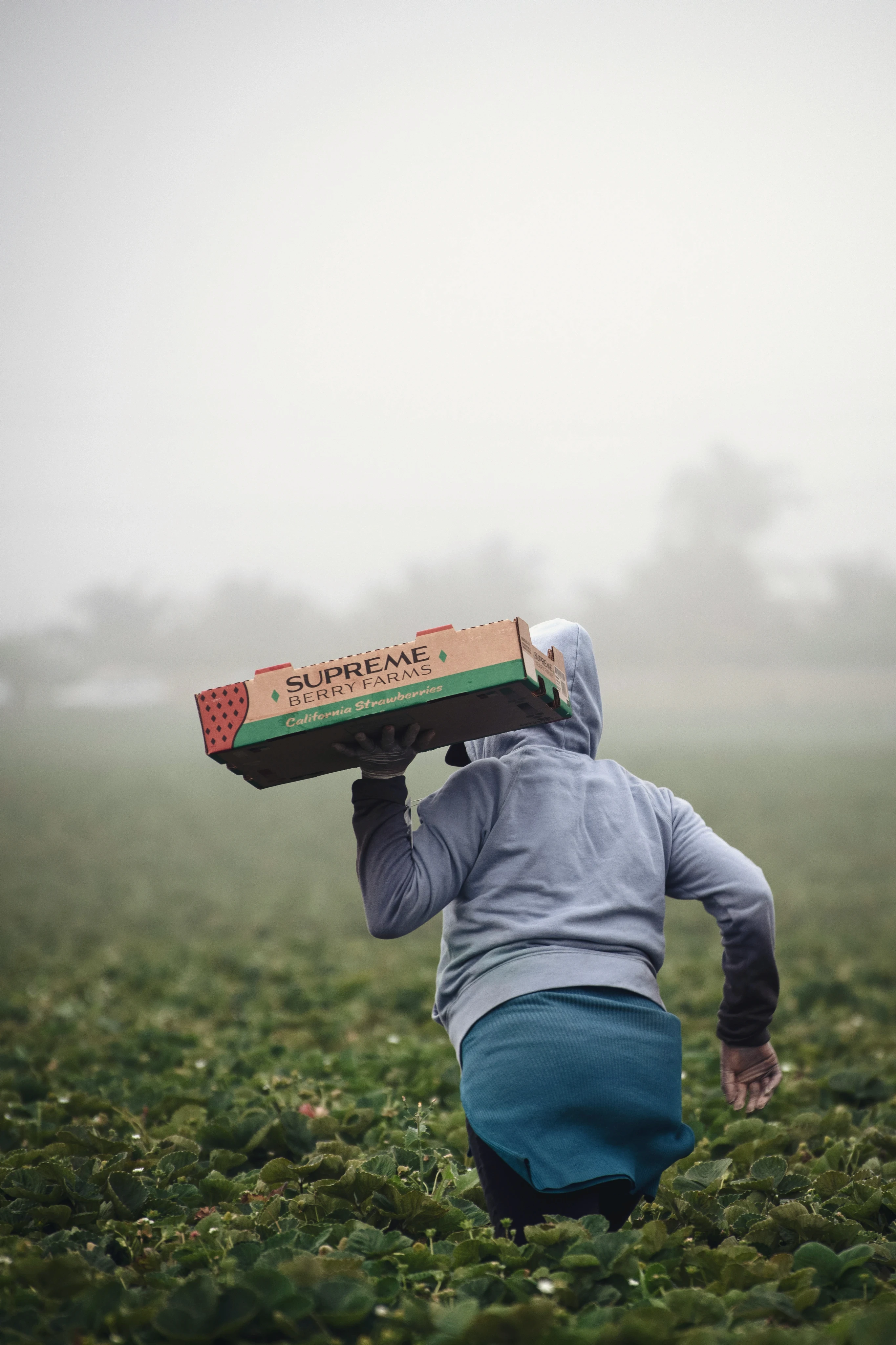 Person in a field carrying a box
