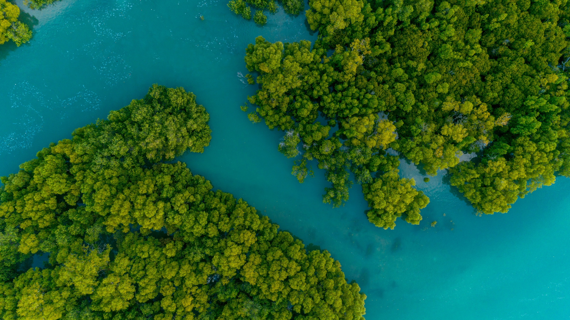 Aerial View of a Mangrove Swamp